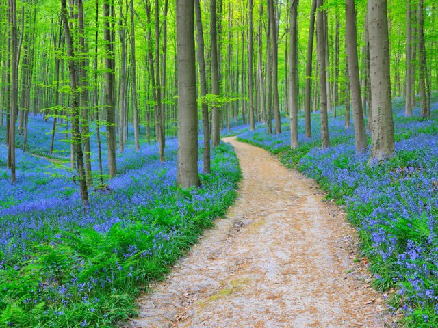 A winding path through a beech wood carpeted with bluebells
